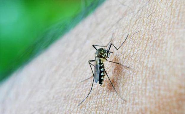 ¿Por qué los mosquitos se sienten atraídos por las heridas abiertas?
